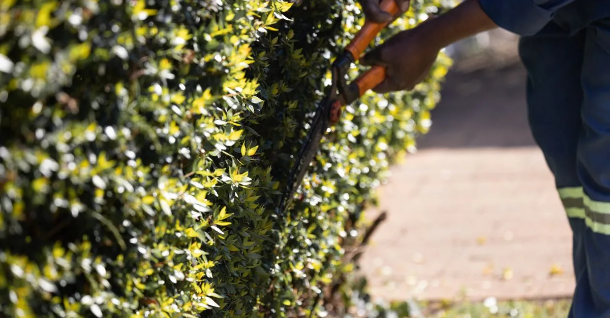 découvrez nos conseils experts pour la taille des plantes afin de favoriser une croissance saine et un jardin florissant toute l'année.