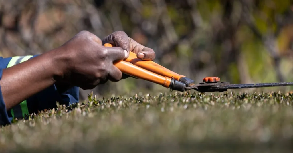apprenez les meilleures techniques de taille des plantes pour favoriser une croissance saine et un jardin magnifique toute l'année.