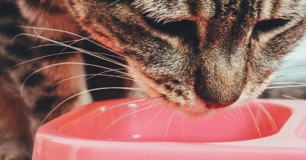 conseils et astuces pour prendre soin de votre chat : alimentation, santé, hygiène et bien-être au quotidien.
